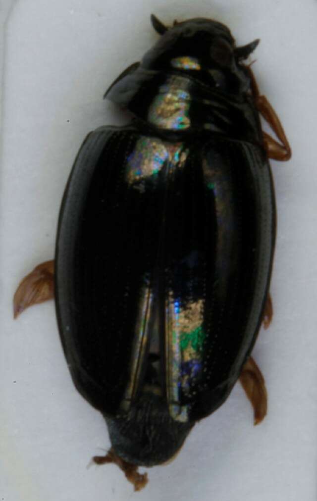 Image of <i>Gyrinus substriatus</i>