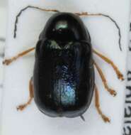 Image of <i>Cryptocephalus nitidus</i>