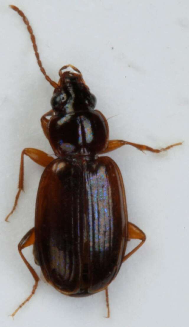 Image of Ground beetle