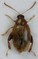 Image of <i>Psylliodes marcidus</i>