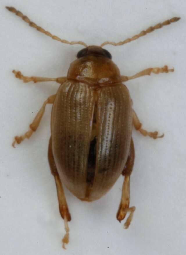 Image of <i>Psylliodes marcidus</i>