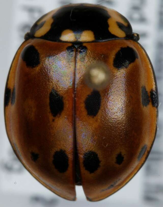 Image of <i>Anatis ocellata</i>