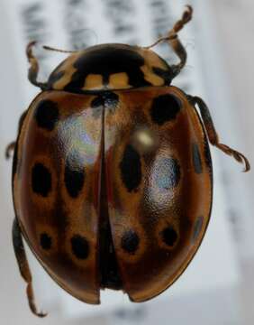 Imagem de <i>Anatis ocellata</i>