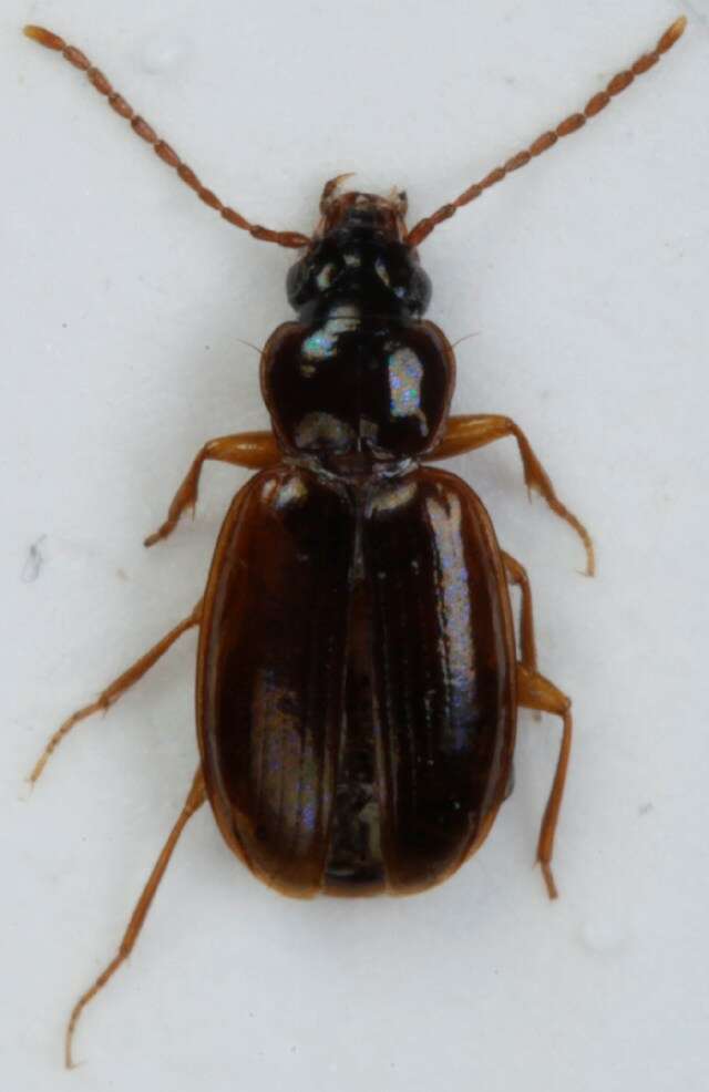 Image of Ground beetle