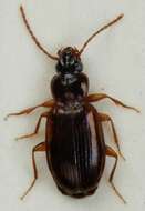 Image of Ground beetle