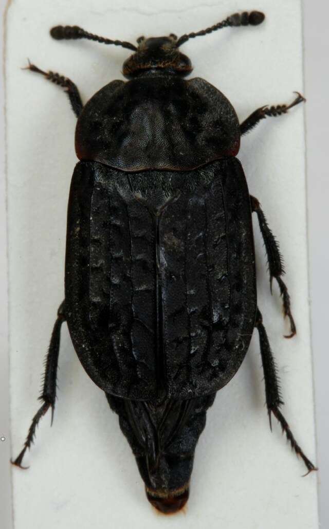 Plancia ëd Thanatophilus rugosus (Linnaeus 1758)