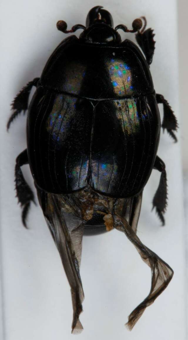 Image of Margarinotus (Ptomister) striola (C. R. Sahlberg 1819)