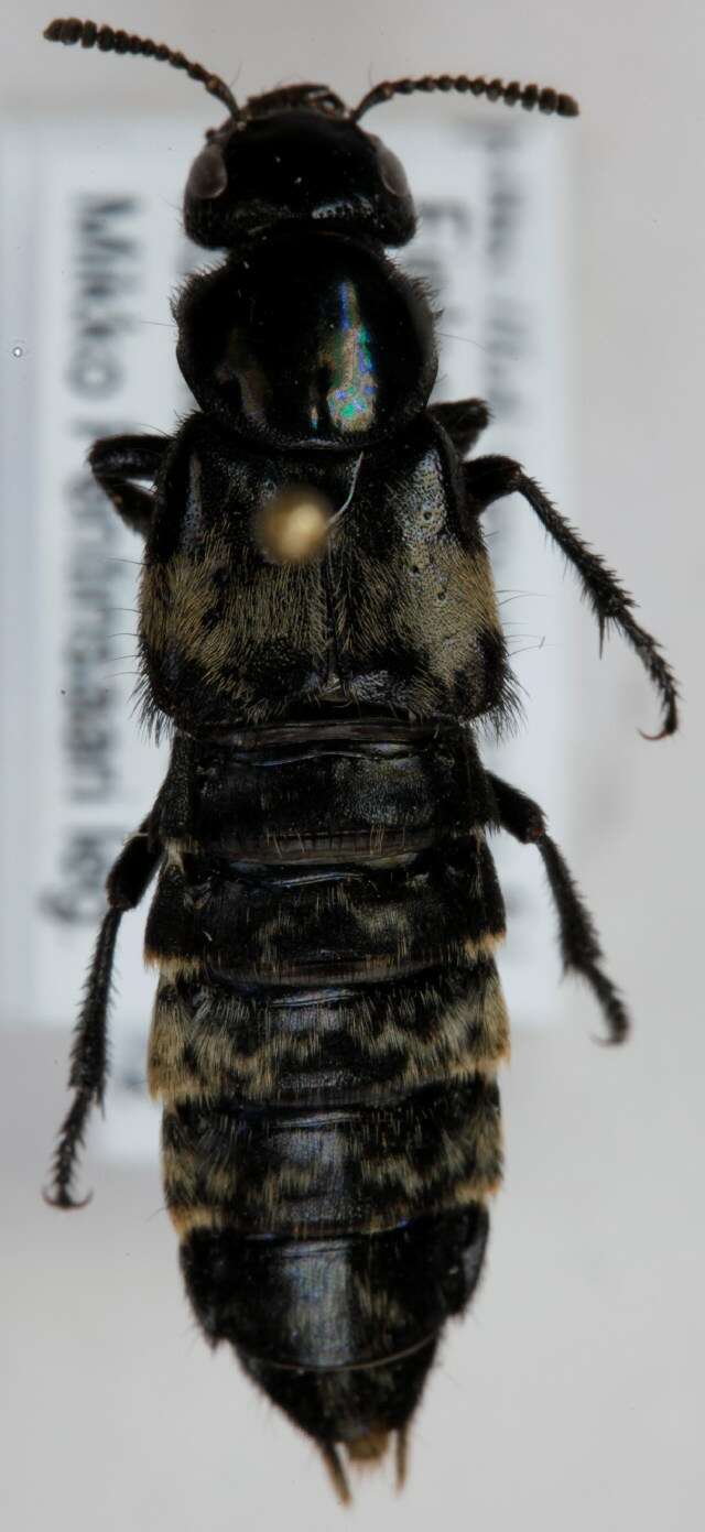 Image of Hairy Rove Beetle