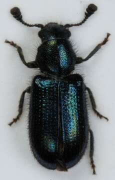 Image of Blacklegged Ham Beetle