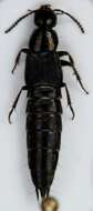 صورة Philonthus (Philonthus) tenuicornis Mulsant & Rey 1853