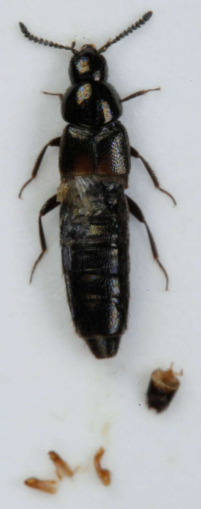 Image of Aleochara (Coprochara) bipustulata (Linnaeus 1760)