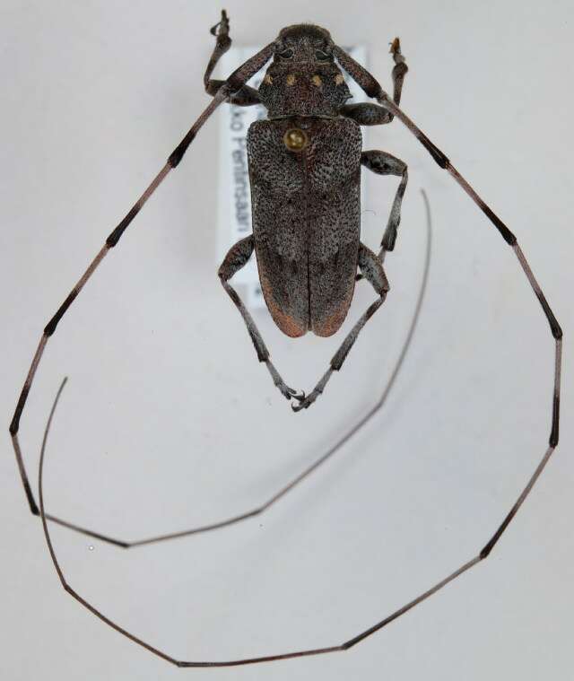 Image of Timberman beetle