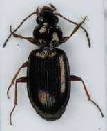 صورة Bembidion grapii Gyllenhal 1827