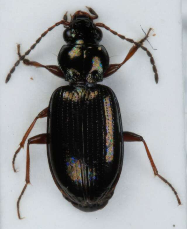 صورة Bembidion grapii Gyllenhal 1827