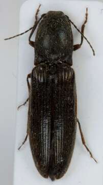 Image of <i>Athous haemorrhoidalis</i>