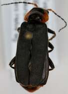 Imagem de <i>Cantharis fusca</i>