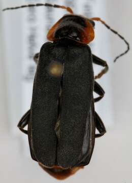 Imagem de <i>Cantharis fusca</i>