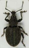 Image of lovage weevil