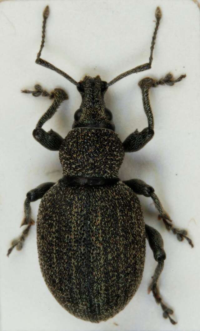 Image of lovage weevil