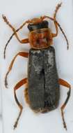 Image of <i>Cantharis lateralis</i>