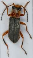 Image of <i>Cantharis lateralis</i>