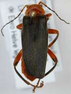 Imagem de <i>Cantharis livida</i>