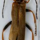 Слика од <i>Cantharis figurata</i>