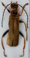 Image of <i>Cantharis figurata</i>