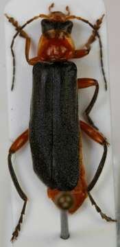 Image of <i>Cantharis pellucida</i>