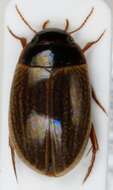 Image of Agabus (Gaurodytes) paludosus (Fabricius 1801)