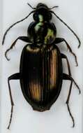 Image of Ground beetle