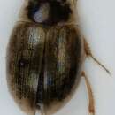 Laccobius (Dimorpholaccobius) sinuatus Motschulsky 1849的圖片