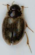 Laccobius (Dimorpholaccobius) sinuatus Motschulsky 1849 resmi