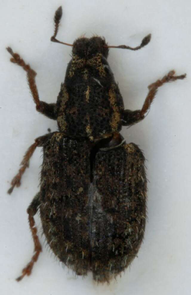 Image of Clover Root Weevil