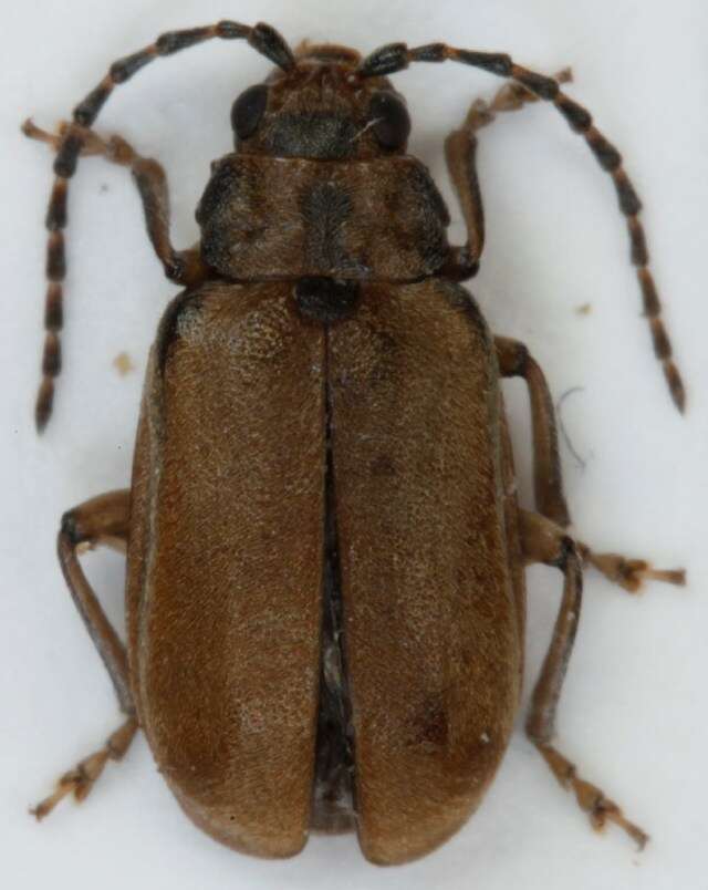 Image of Viburnum leaf beetle