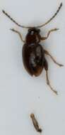 Image of Leaf beetle