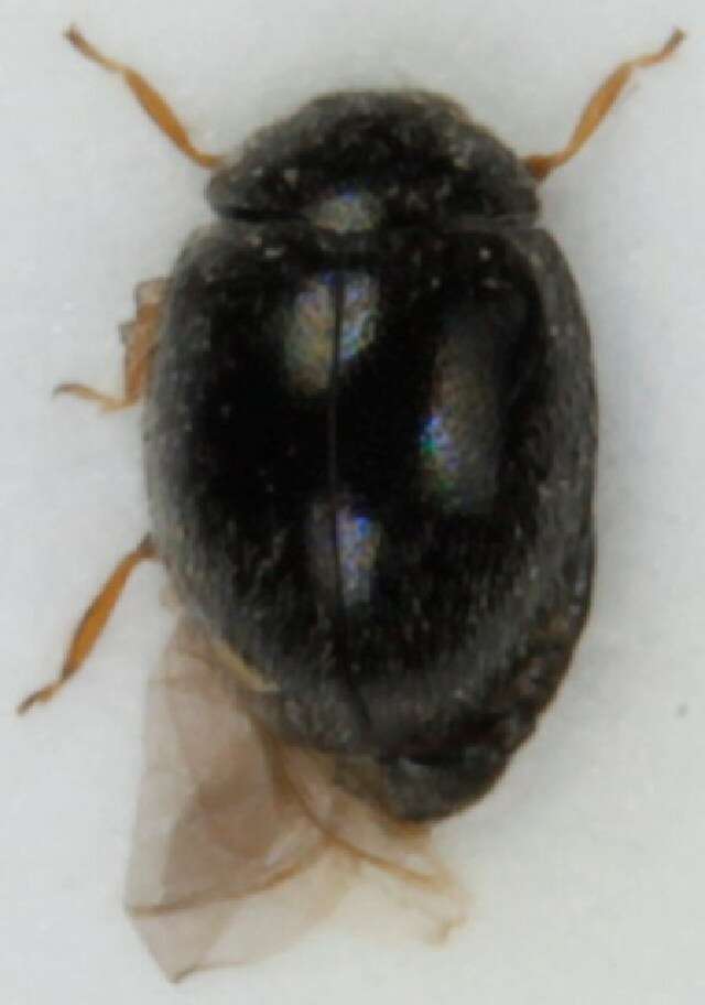 Image of Ladybird beetle