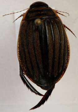 Image of Grooved Diving Beetle