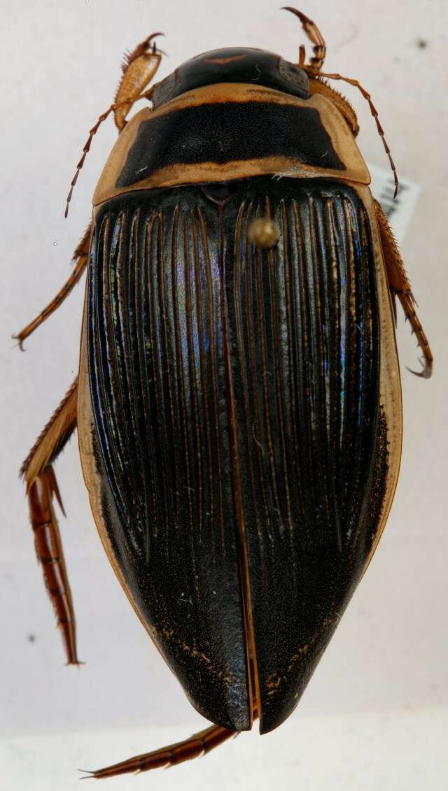 Image of Great diving beetle