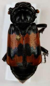 Image of Nicrophorus (Nicrophorus) investigator (Zetterstedt 1824)