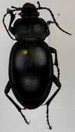 Image of Carabus (Oreocarabus) glabratus Paykull 1790