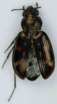 Image of Bembidion (Notaphus) obliquum Sturm 1825