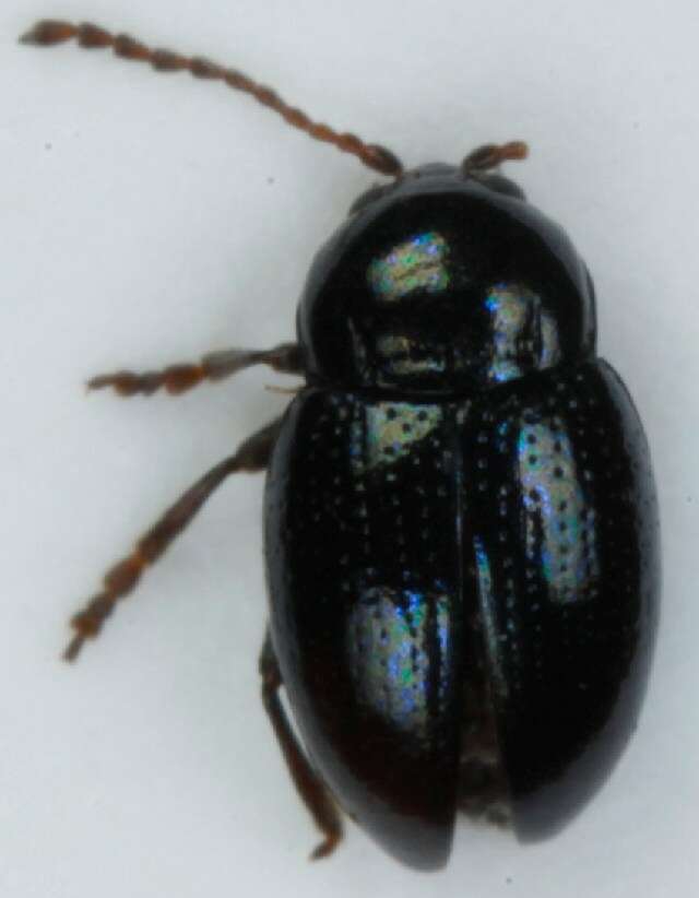 Image of <i>Neocrepidodera nigritula</i>