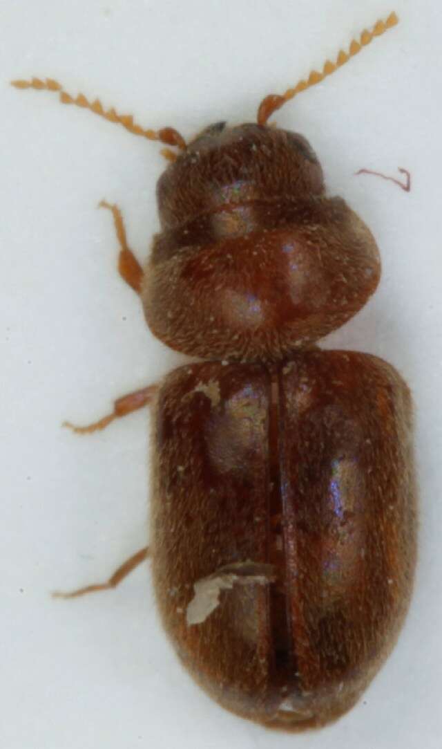 Image of cigarette beetle