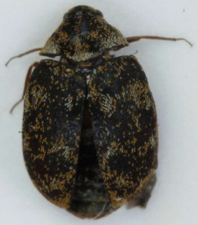 Image of skin beetles
