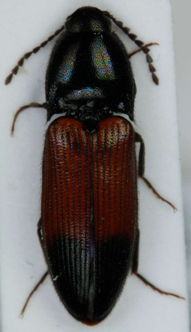 Imagem de <i>Ampedus balteatus</i>