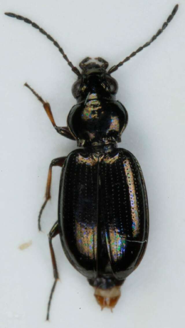 Bembidion (Metallina) properans (Stephens 1828) resmi