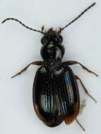 Image of Bembidion (Trepanedoris) doris (Panzer 1796)