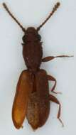 Image of Flat bark beetle