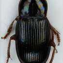 Image de Harpalus (Harpalus) xanthopus Gemminger & Harold 1868